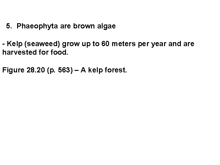  5. Phaeophyta are brown algae - Kelp (seaweed) grow up to 60 meters