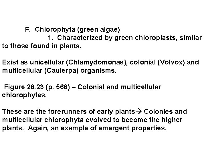  F. Chlorophyta (green algae) 1. Characterized by green chloroplasts, similar to those found