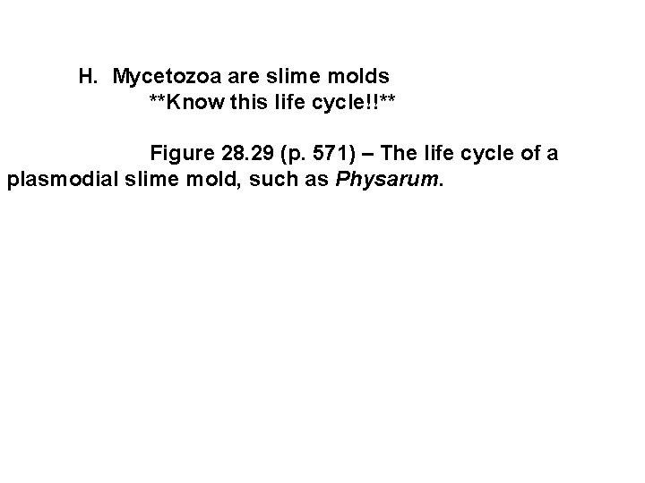  H. Mycetozoa are slime molds **Know this life cycle!!** Figure 28. 29 (p.