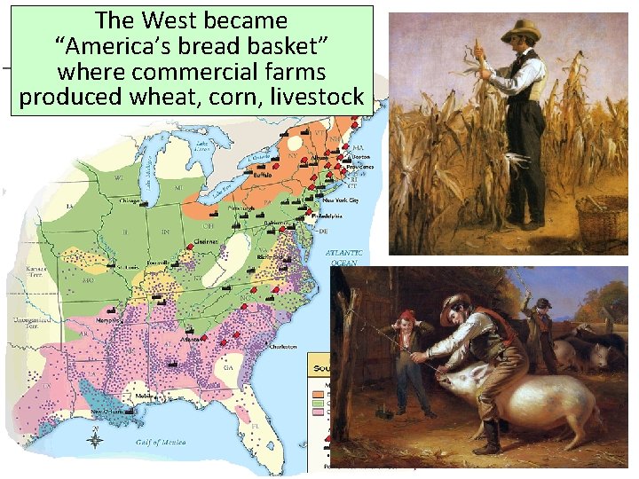 The West became “America’s bread basket” where commercial farms produced wheat, corn, livestock 