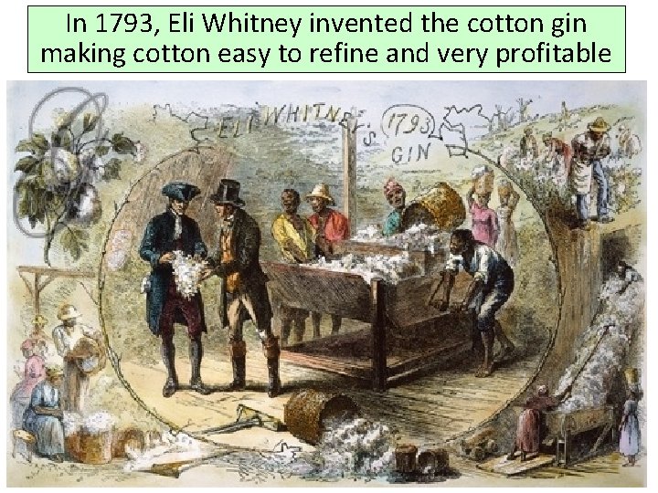 In 1793, Eli Whitney invented the cotton gin making cotton easy to refine and