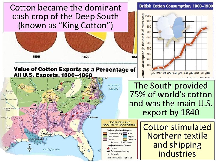 Cotton became the dominant cash crop of the Deep South (known as “King Cotton”)