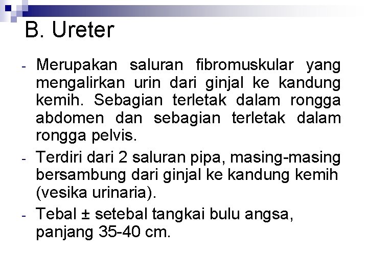 B. Ureter - - - Merupakan saluran fibromuskular yang mengalirkan urin dari ginjal ke
