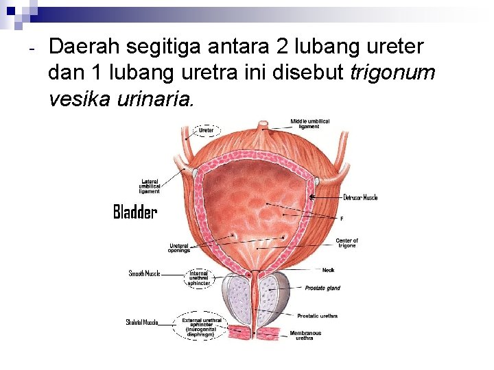 - Daerah segitiga antara 2 lubang ureter dan 1 lubang uretra ini disebut trigonum