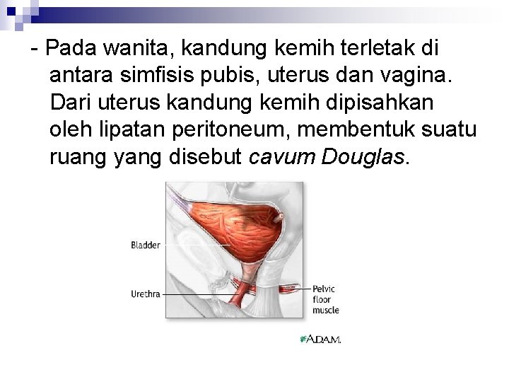 - Pada wanita, kandung kemih terletak di antara simfisis pubis, uterus dan vagina. Dari