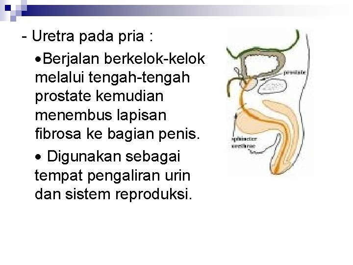 - Uretra pada pria : Berjalan berkelok-kelok melalui tengah-tengah prostate kemudian menembus lapisan fibrosa