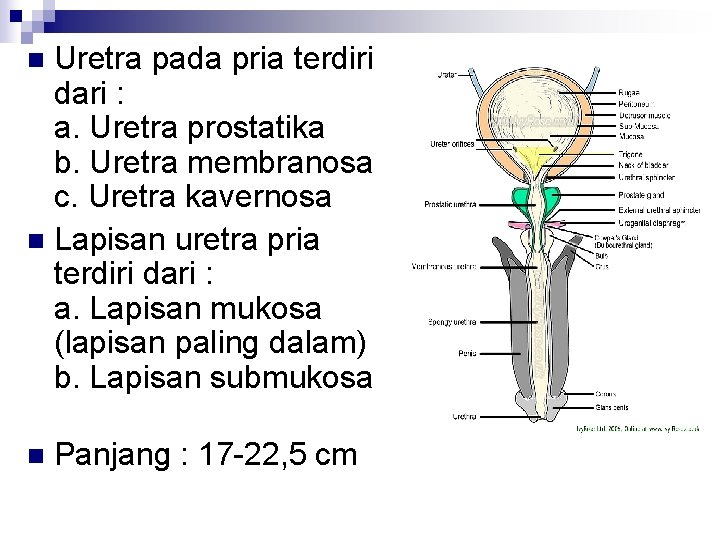 Uretra pada pria terdiri dari : a. Uretra prostatika b. Uretra membranosa c. Uretra