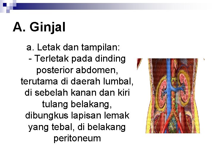 A. Ginjal a. Letak dan tampilan: - Terletak pada dinding posterior abdomen, terutama di