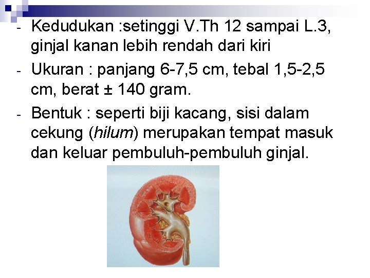 - Kedudukan : setinggi V. Th 12 sampai L. 3, ginjal kanan lebih rendah