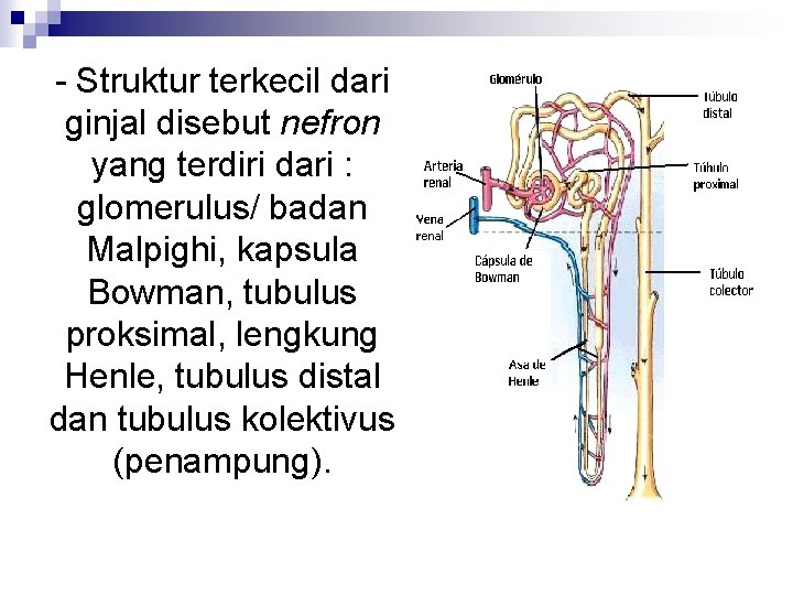 - Struktur terkecil dari ginjal disebut nefron yang terdiri dari : glomerulus/ badan Malpighi,