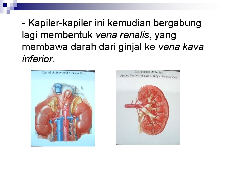 - Kapiler-kapiler ini kemudian bergabung lagi membentuk vena renalis, yang membawa darah dari ginjal