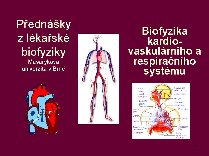 Přednášky z lékařské biofyziky Masarykova univerzita v Brně Biofyzika kardiovaskulárního a respiračního systému 1