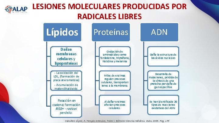 LESIONES MOLECULARES PRODUCIDAS POR RADICALES LIBRES Lípidos Dañan membranas celulares y lipoproteínas - La