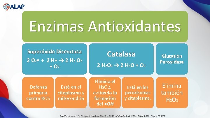 Enzimas Antioxidantes Superóxido Dismutasa 2 O 2 • + 2 H+ → 2 H