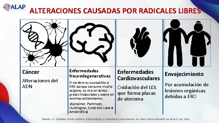 ALTERACIONES CAUSADAS POR RADICALES LIBRES Cáncer Alteraciones del ADN Enfermedades Neurodegenerativas El cerebro es
