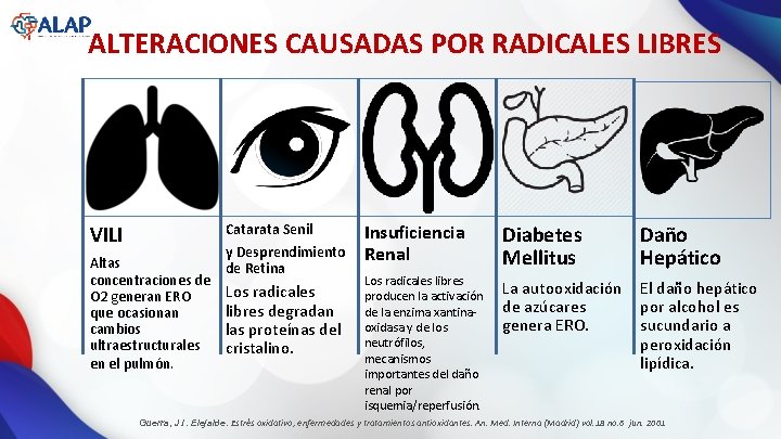ALTERACIONES CAUSADAS POR RADICALES LIBRES VILI Catarata Senil Altas concentraciones de O 2 generan
