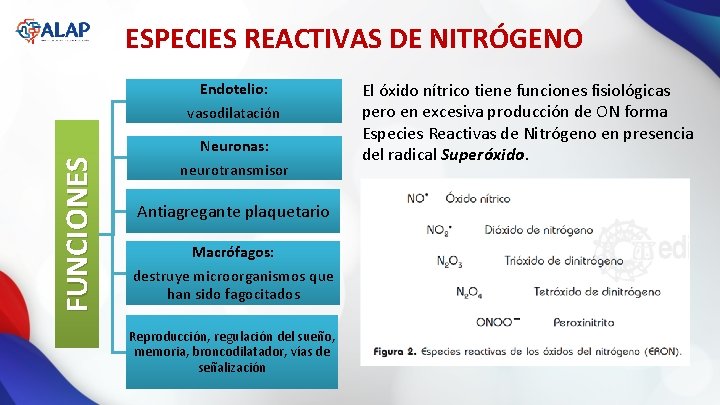 ESPECIES REACTIVAS DE NITRÓGENO FUNCIONES Endotelio: vasodilatación Neuronas: neurotransmisor Antiagregante plaquetario Macrófagos: destruye microorganismos