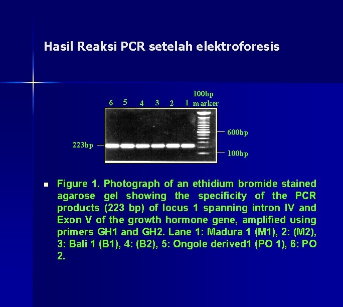 Hasil Reaksi PCR setelah elektroforesis 6 5 4 3 2 100 bp 1 marker