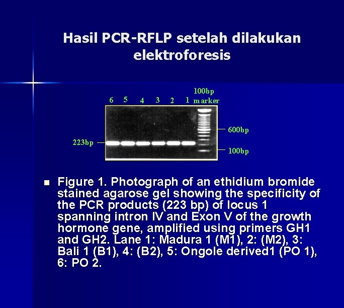 Hasil PCR-RFLP setelah dilakukan elektroforesis 6 5 4 3 2 100 bp 1 marker