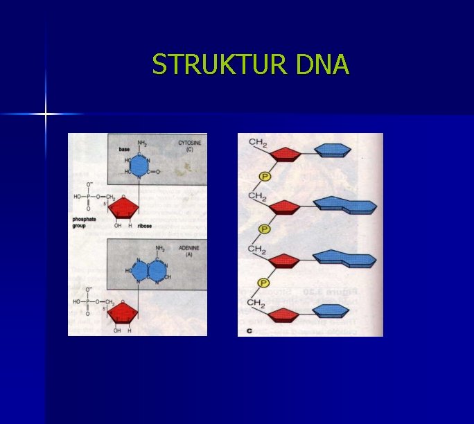 STRUKTUR DNA 
