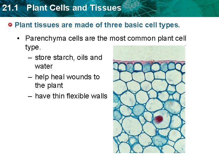 21. 1 Plant Cells and Tissues Plant tissues are made of three basic cell
