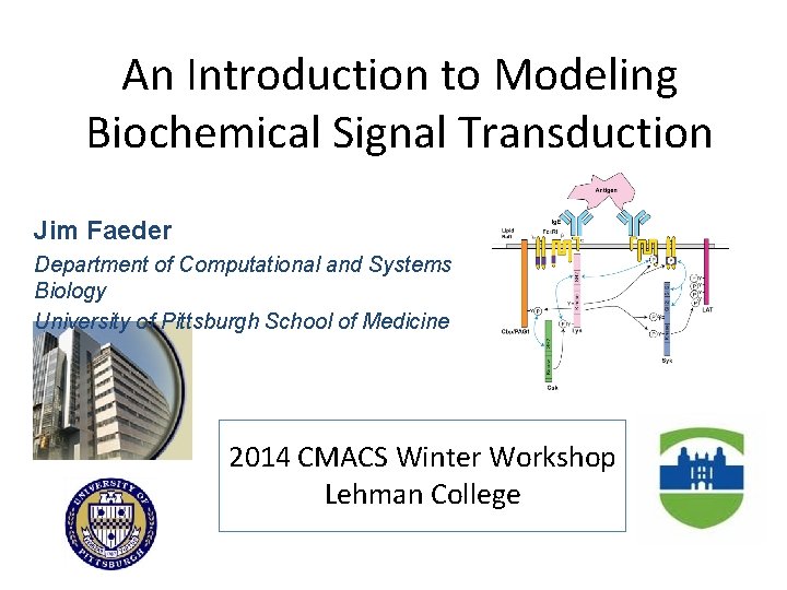 An Introduction to Modeling Biochemical Signal Transduction Jim Faeder Department of Computational and Systems