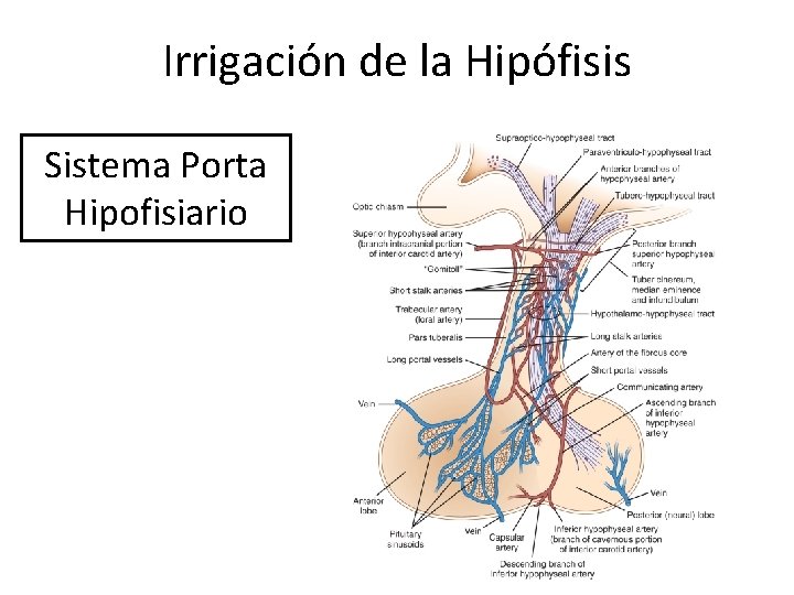 Irrigación de la Hipófisis Sistema Porta Hipofisiario 