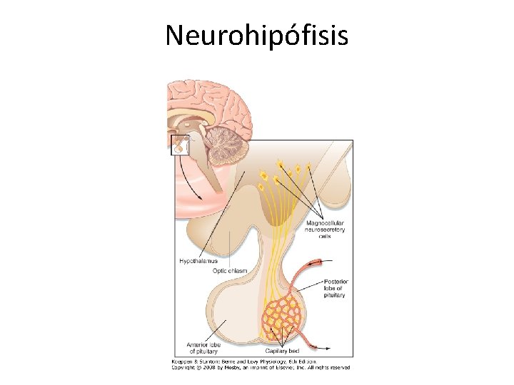 Neurohipófisis 
