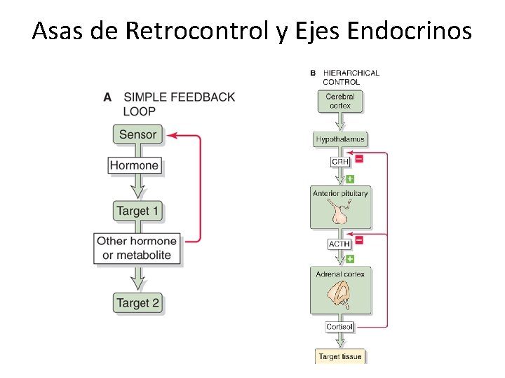 Asas de Retrocontrol y Ejes Endocrinos 