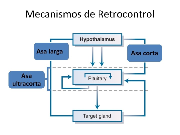 Mecanismos de Retrocontrol Asa larga Asa ultracorta Asa corta 