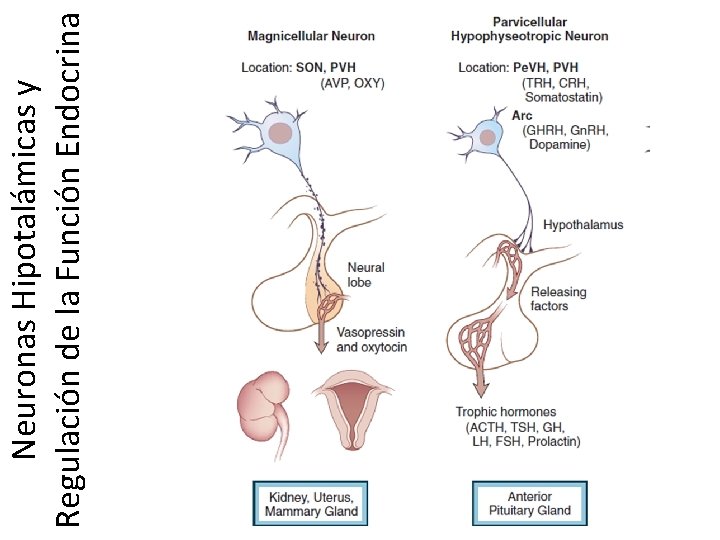Neuronas Hipotalámicas y Regulación de la Función Endocrina 