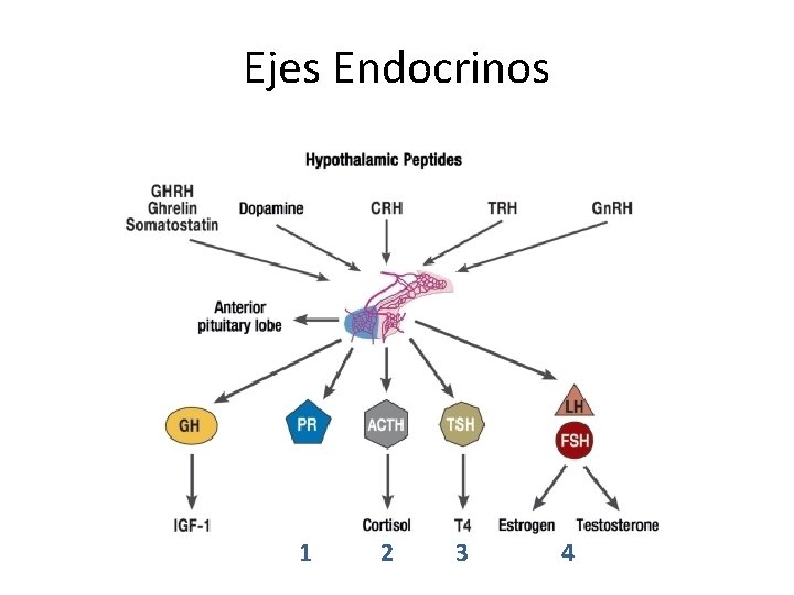 Ejes Endocrinos 1 2 3 4 