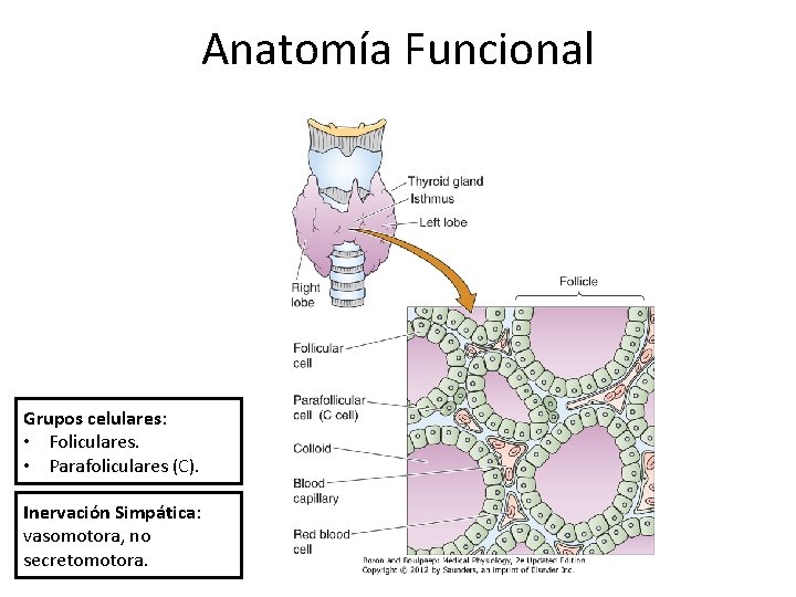 Anatomía Funcional Grupos celulares: • Foliculares. • Parafoliculares (C). Inervación Simpática: vasomotora, no secretomotora.