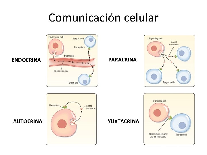 Comunicación celular ENDOCRINA PARACRINA AUTOCRINA YUXTACRINA 