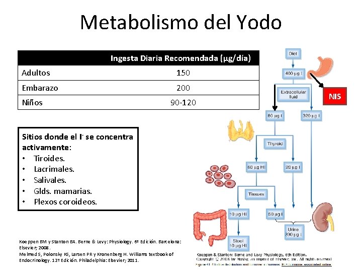 Metabolismo del Yodo Ingesta Diaria Recomendada (μg/día) Adultos 150 Embarazo 200 Niños 90 -120