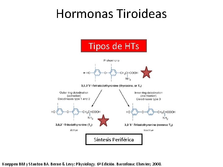 Hormonas Tiroideas Tipos de HTs Síntesis Periférica Koeppen BM y Stanton BA. Berne &