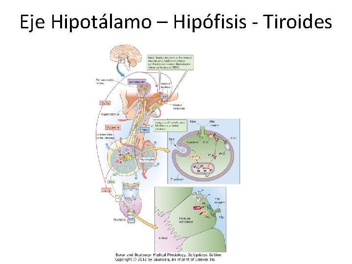 Eje Hipotálamo – Hipófisis - Tiroides 