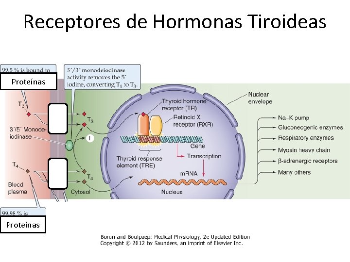 Receptores de Hormonas Tiroideas Proteínas 