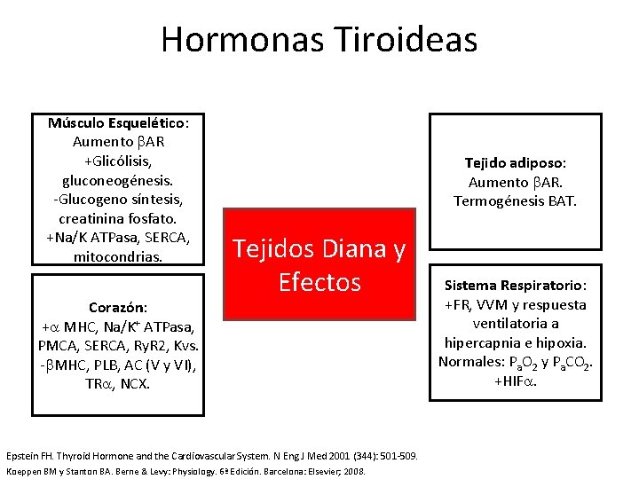 Hormonas Tiroideas Músculo Esquelético: Aumento AR +Glicólisis, gluconeogénesis. -Glucogeno síntesis, creatinina fosfato. +Na/K ATPasa,