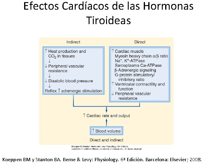 Efectos Cardíacos de las Hormonas Tiroideas Koeppen BM y Stanton BA. Berne & Levy: