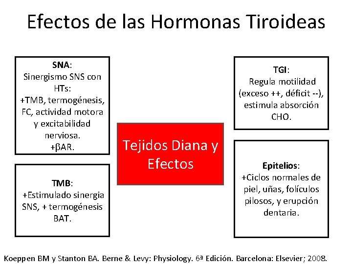 Efectos de las Hormonas Tiroideas SNA: Sinergismo SNS con HTs: +TMB, termogénesis, FC, actividad