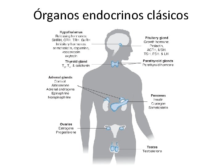 Órganos endocrinos clásicos 