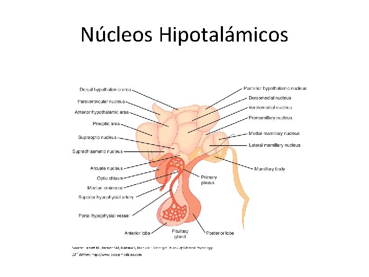 Núcleos Hipotalámicos 