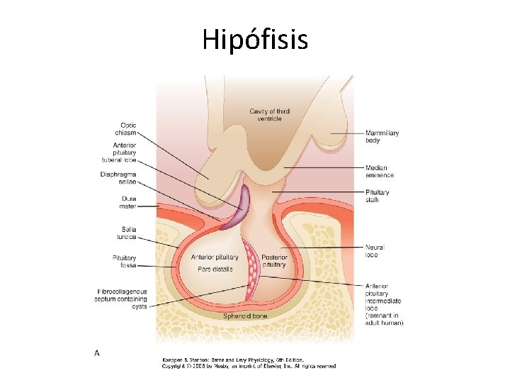Hipófisis 