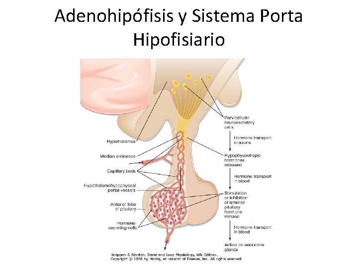 Adenohipófisis y Sistema Porta Hipofisiario 