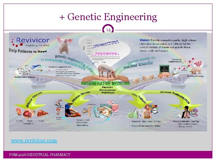 + Genetic Engineering 14 www. revivicor. com PHM 4226 INDUSTRIAL PHARMACY + Genetic Engineering 14 www. revivicor. com PHM 4226 INDUSTRIAL PHARMACY
