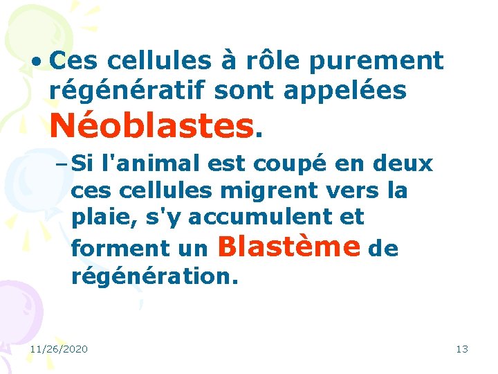  • Ces cellules à rôle purement régénératif sont appelées Néoblastes. – Si l'animal