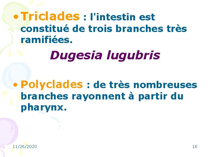  • Triclades : l'intestin est constitué de trois branches très ramifiées. Dugesia lugubris