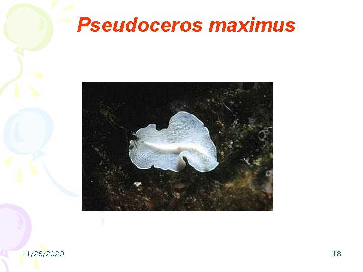 Pseudoceros maximus 11/26/2020 18 