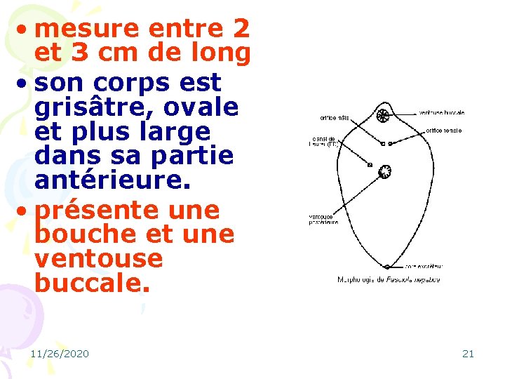  • mesure entre 2 et 3 cm de long • son corps est
